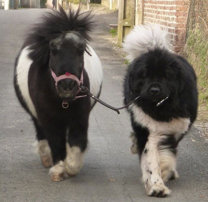 just a newfoundland taking his pony for a walk