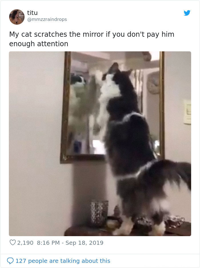 kitties with peculiar behaviors scratching mirror