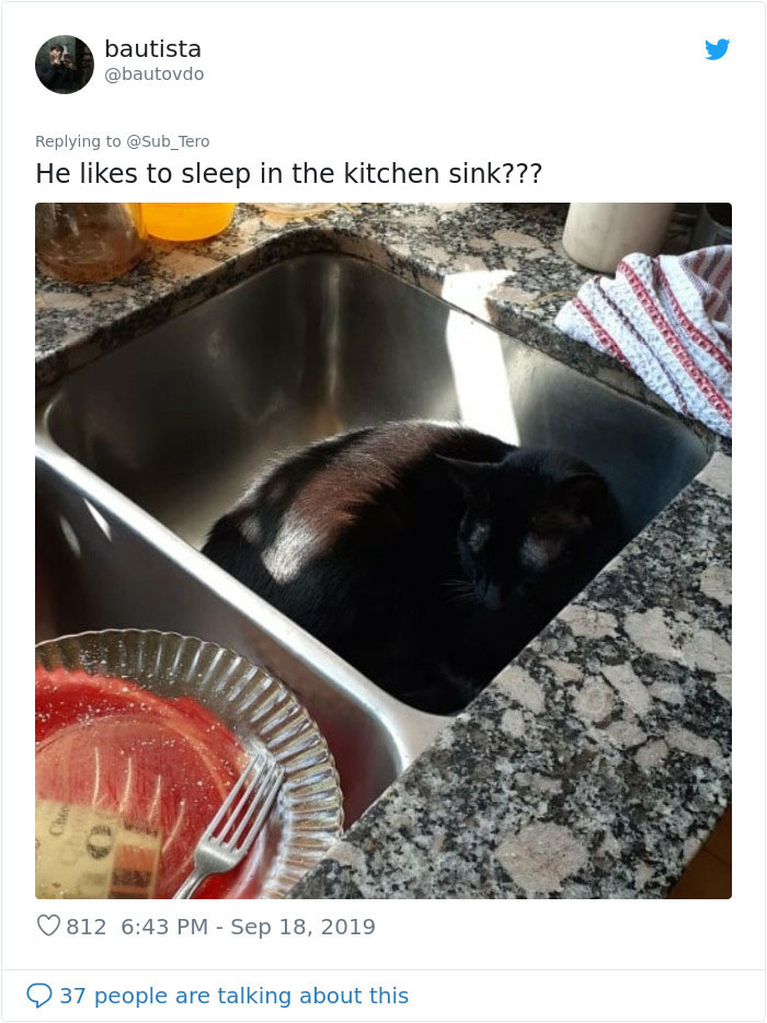kitties with peculiar behaviors sleeping in the sink
