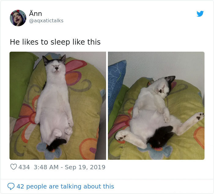 kitties with peculiar behaviors sleeps like human