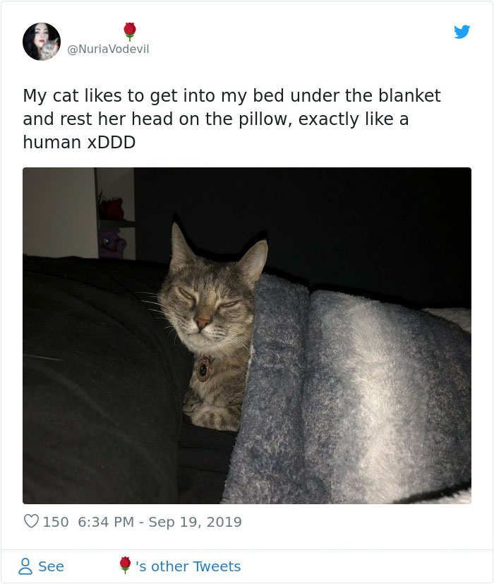 kitties with peculiar behaviors sleeps under blanket