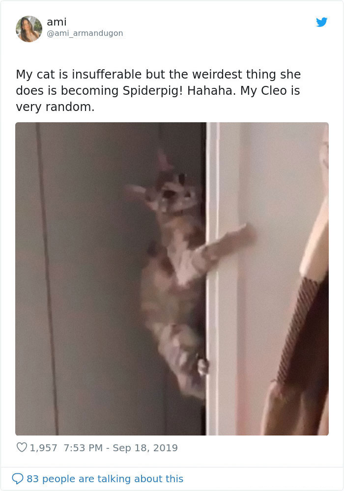kitties with peculiar behaviors spider-cat