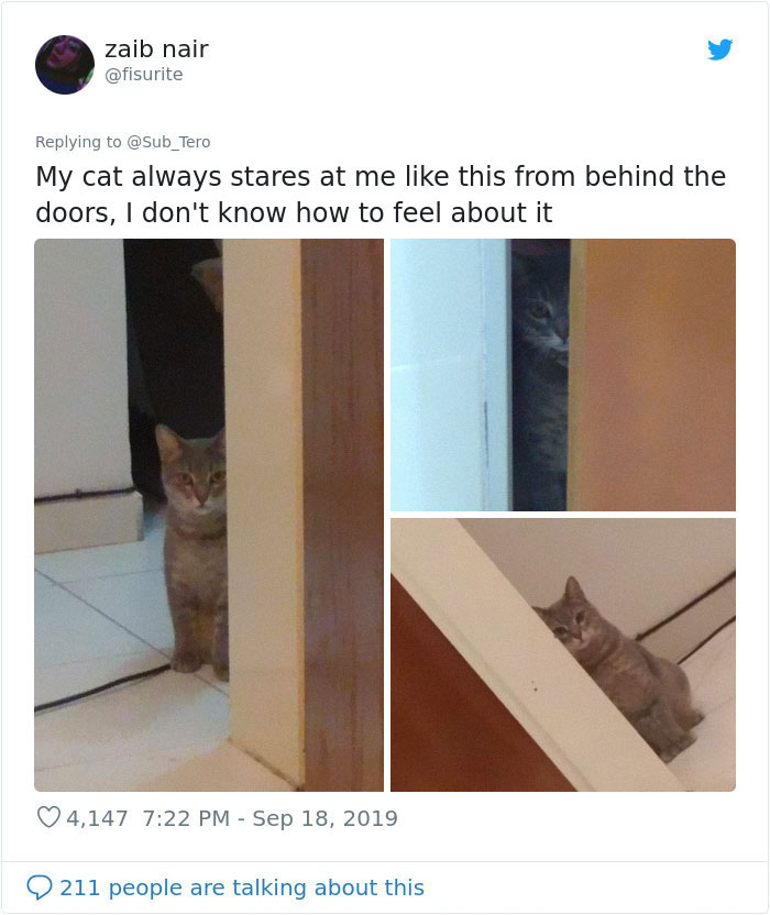 kitties with peculiar behaviors staring behind doors