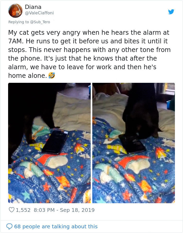 kitties with peculiar behaviors stopping alarm tone