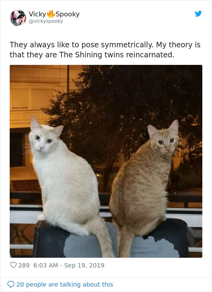 kitties with peculiar behaviors symmetrical poses