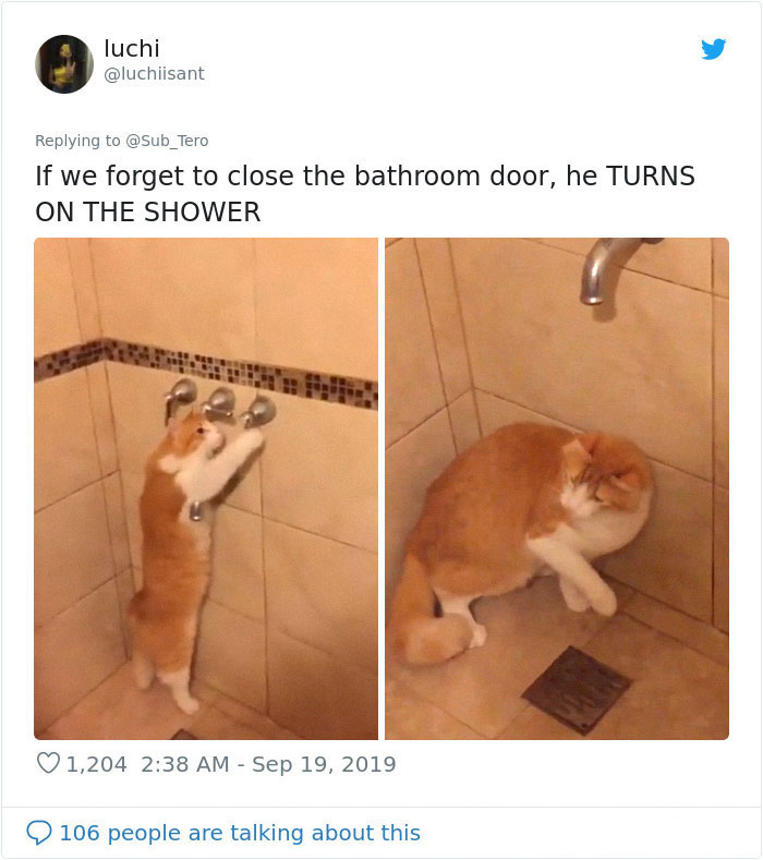 kitties with peculiar behaviors turns on shower