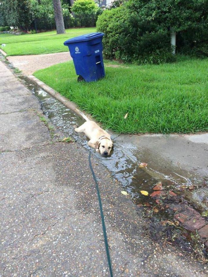 labrador rests in a puddle