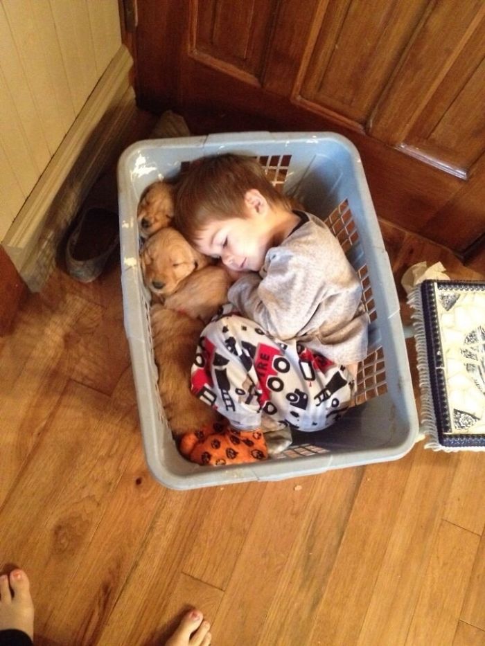 little boy sleeps together with his retriever puppy friends