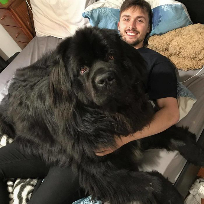 man smiles despite struggling under the weight of his newfoundland