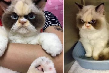 meow meow grumpy cat