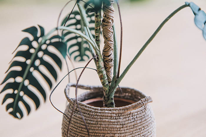 monstera paper plant details