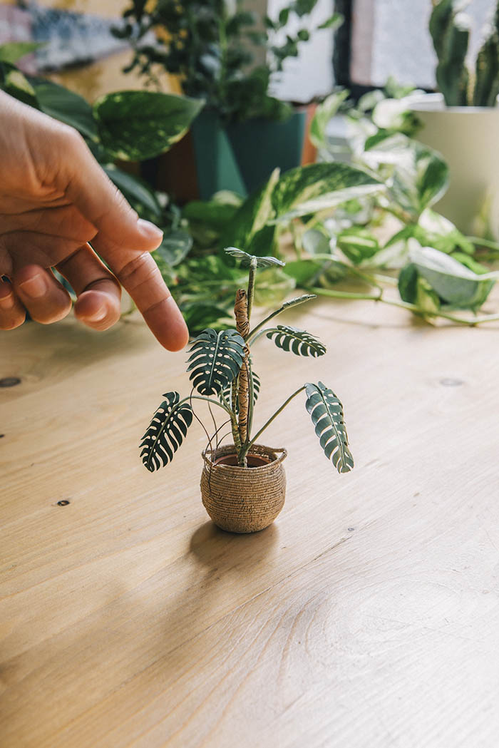 monstera paper plant