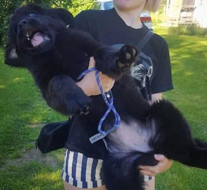 newfie doesn't want to be carried