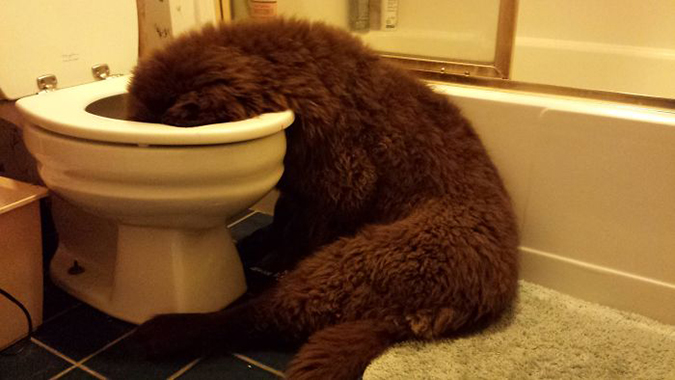 newfie puppy falls asleep with head in the toilet