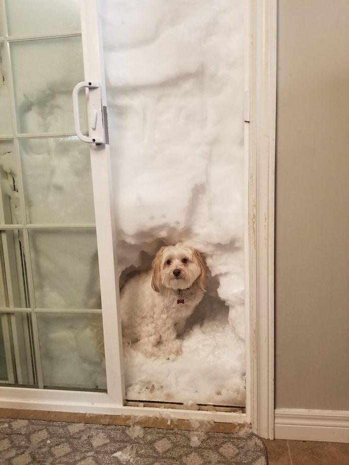 newfoundland blizzard doggy snow outhouse