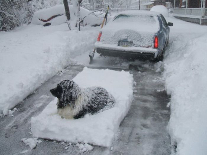 newfoundland forces owner to shovel snow around him