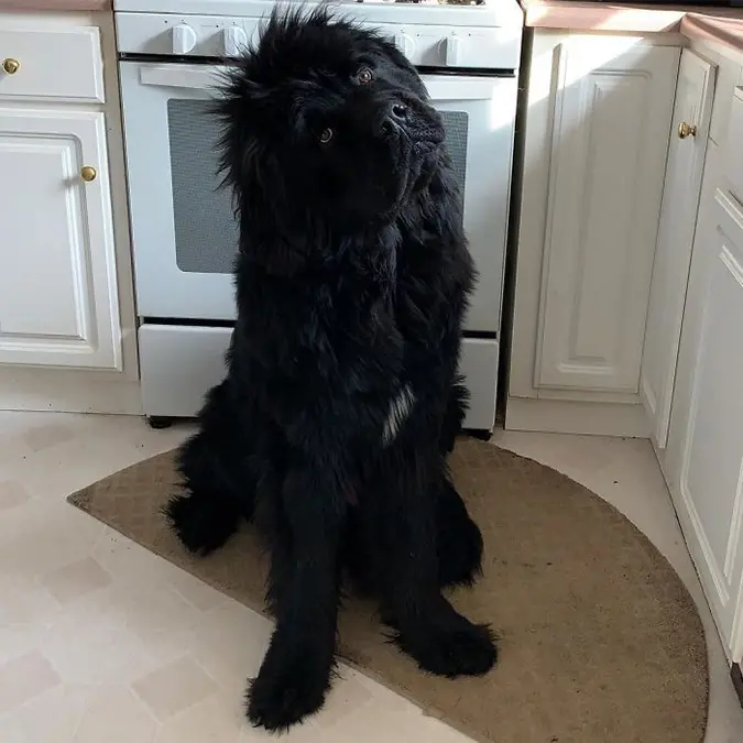 newfoundland head tilt