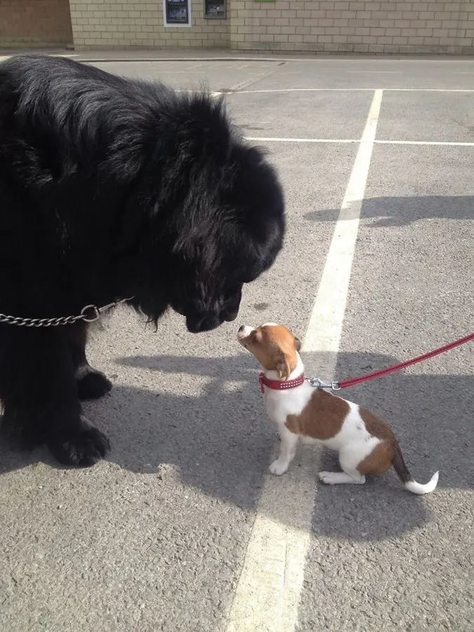 newfoundland meets a small dog