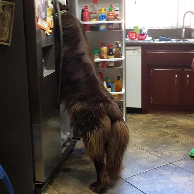 newfoundland peeks at the fridge contents