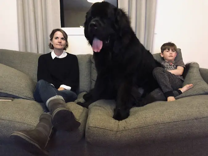 newfoundland sits next to mom and little boy on thanksgiving