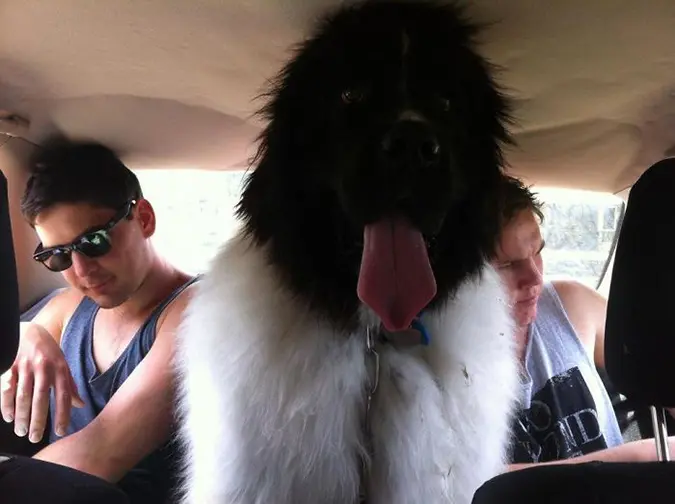 newfoundland squeezes in the car