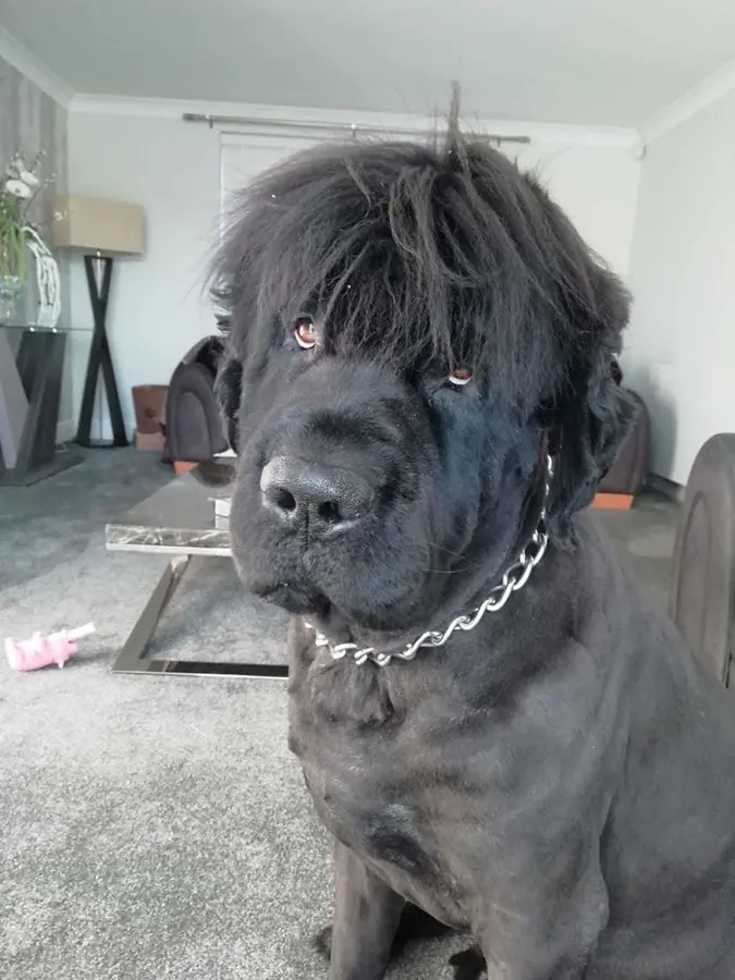 newfoundland with newly shaved hairstyle