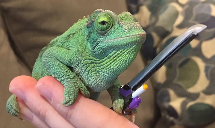 olive the chameleon holds a toy sword