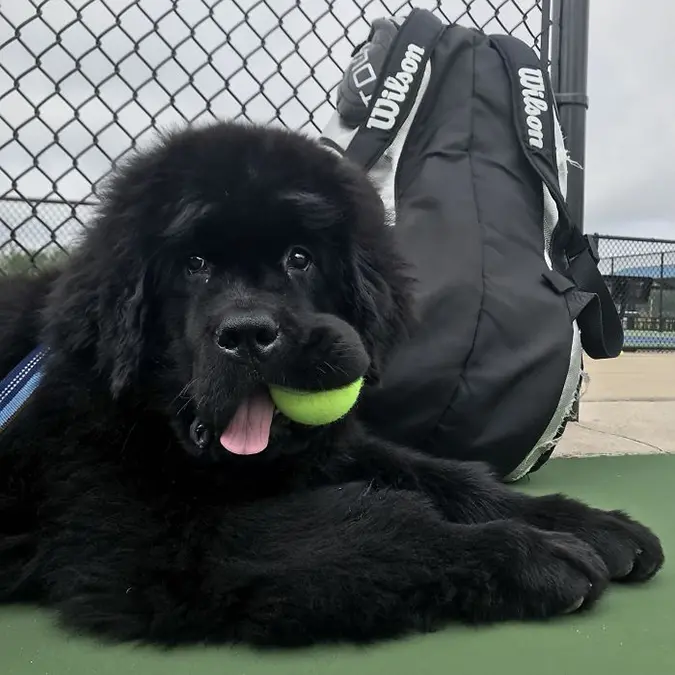 ollies likes to help out at the tennis court