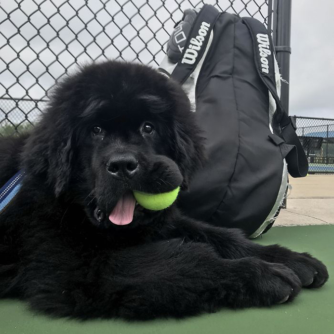 ollies likes to help out at the tennis court