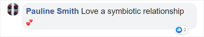 opossum viral photo comment pauline