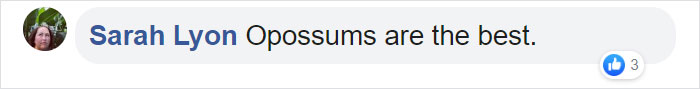opossum viral photo comment sarah