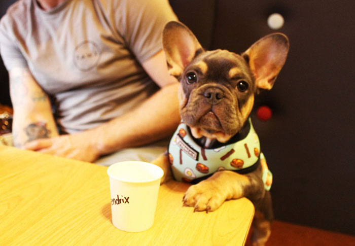 paper cup with Frenchie dog's name on it