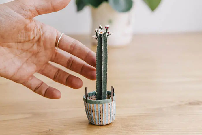 paper flowering cacti