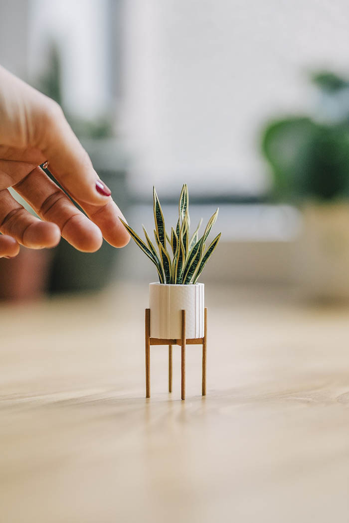 paper snake plant