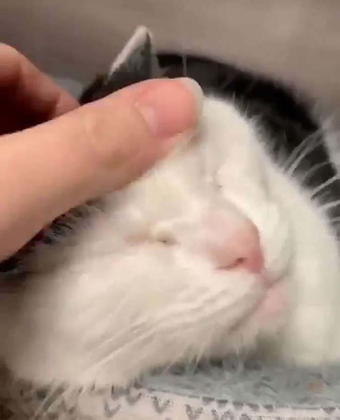 worst cat perdita enjoys human touch after all