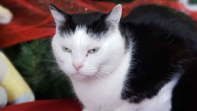 Animal Shelter Put Up The World s Worst Cat For Adoption And People 