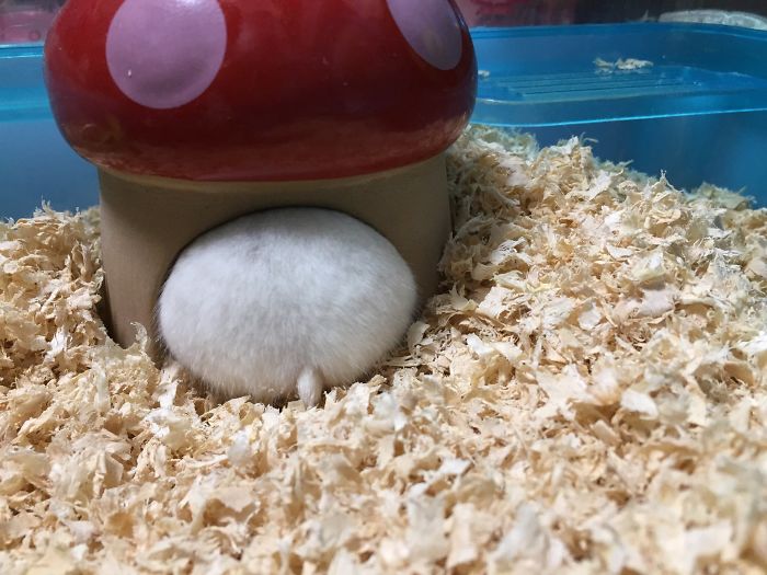 plump white hamster in mushroom house