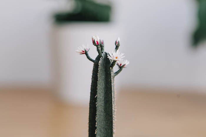 realistic paper cacti flower