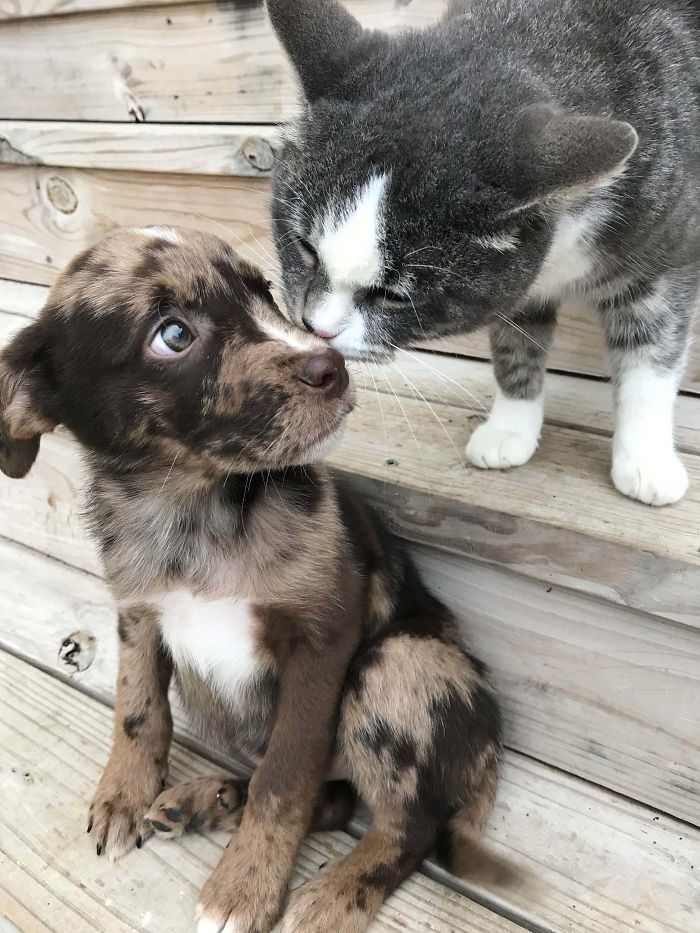 rescue pet cat dog friendship
