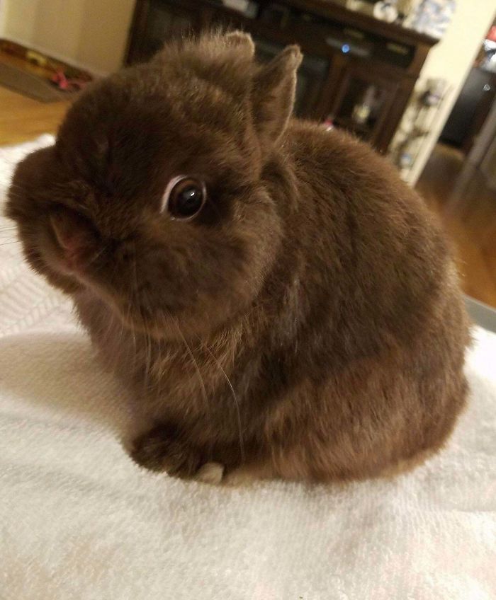 rescue pet dog fluffy bunny