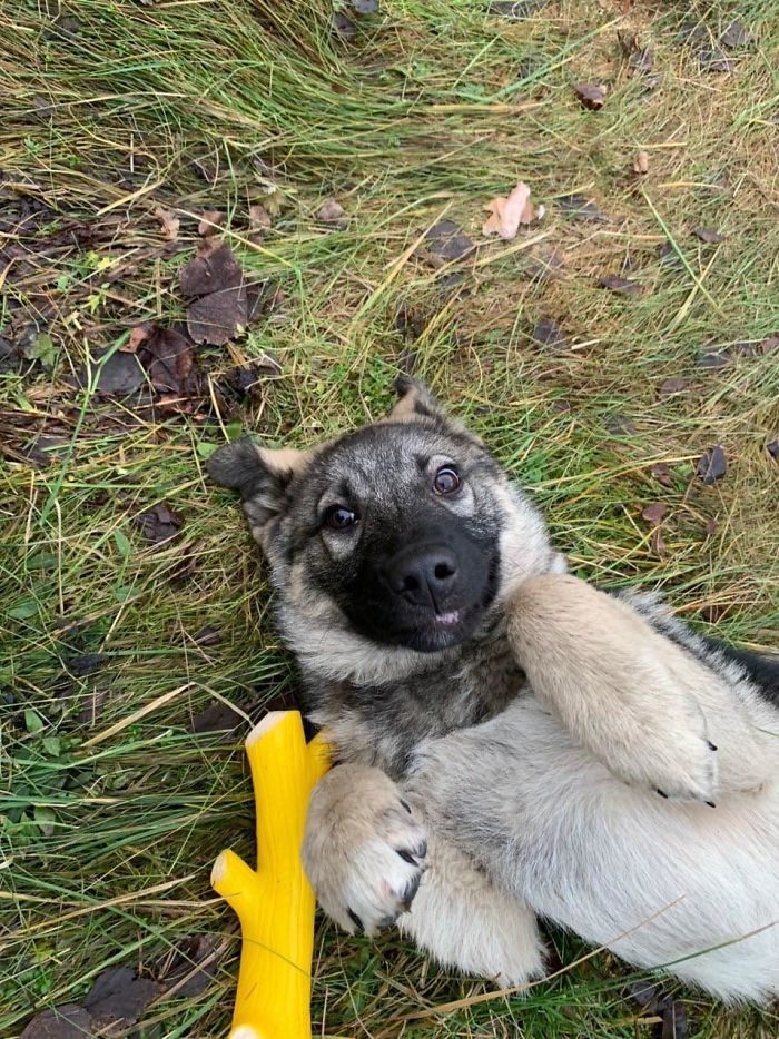 rescue pet dog loves squeky toy