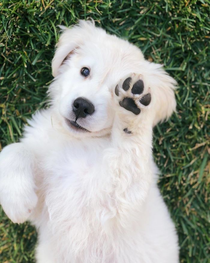 retriever pup says hi