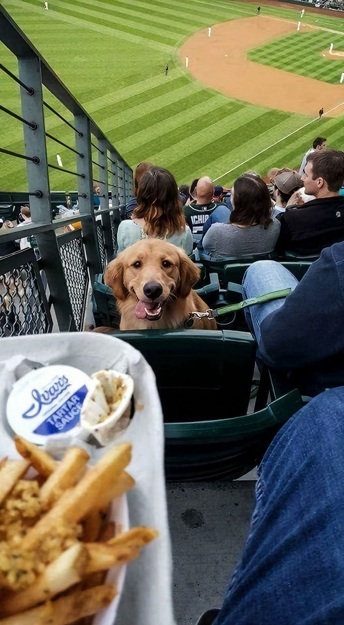 retriever stares at baseball fan who has food