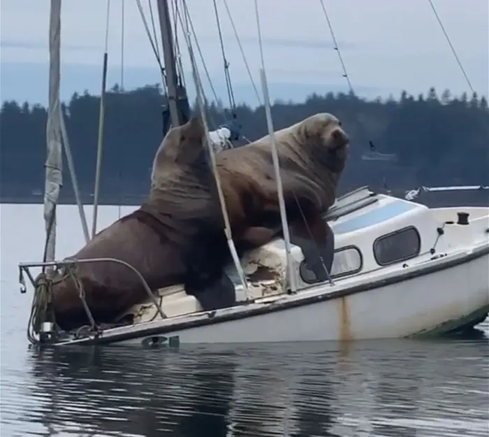 sea lions tipping over the boat