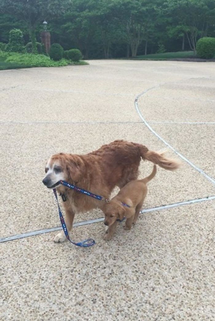 senior retriever walks the baby retriever