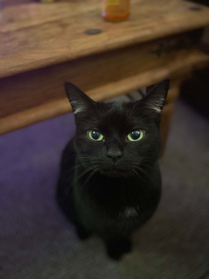 shelter animal adopted beautiful black cat