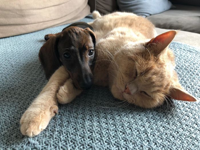 shelter animal adopted cat and dog inseparable