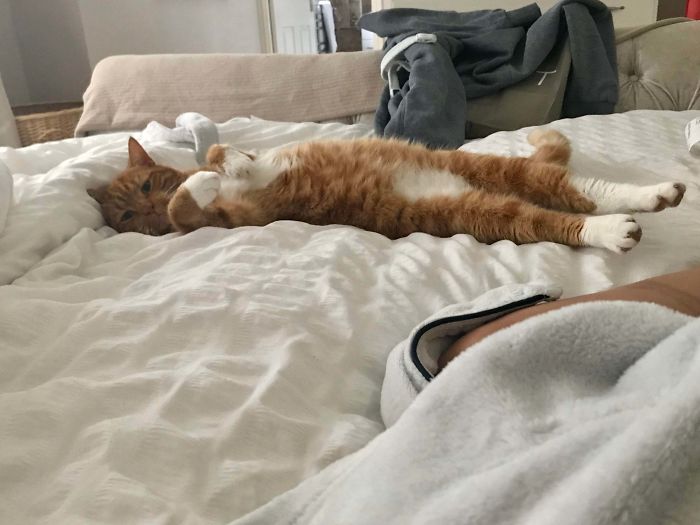 shelter animal adopted cat comfortable on bed