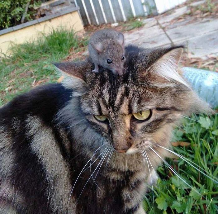 shelter animal adopted cat with mouse on head