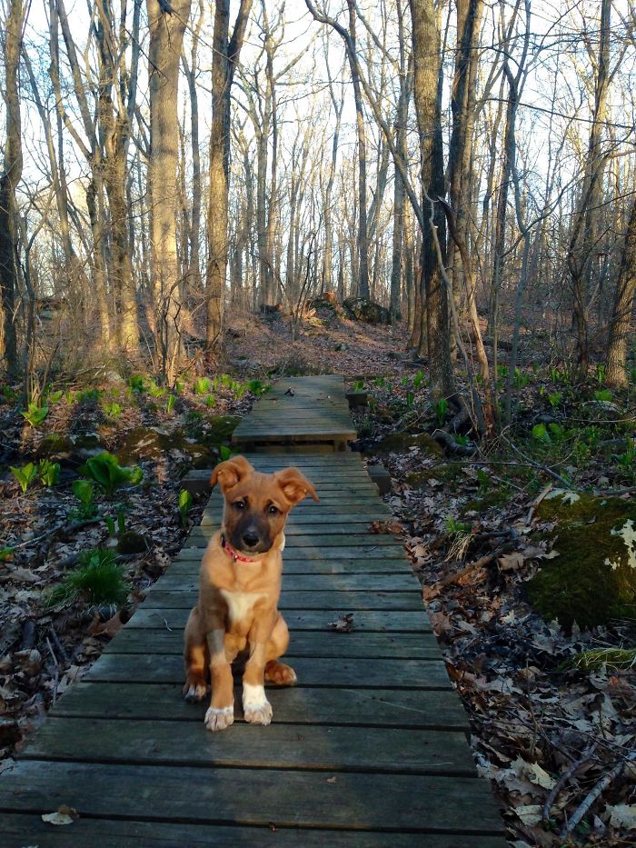 shelter animal adopted first walk